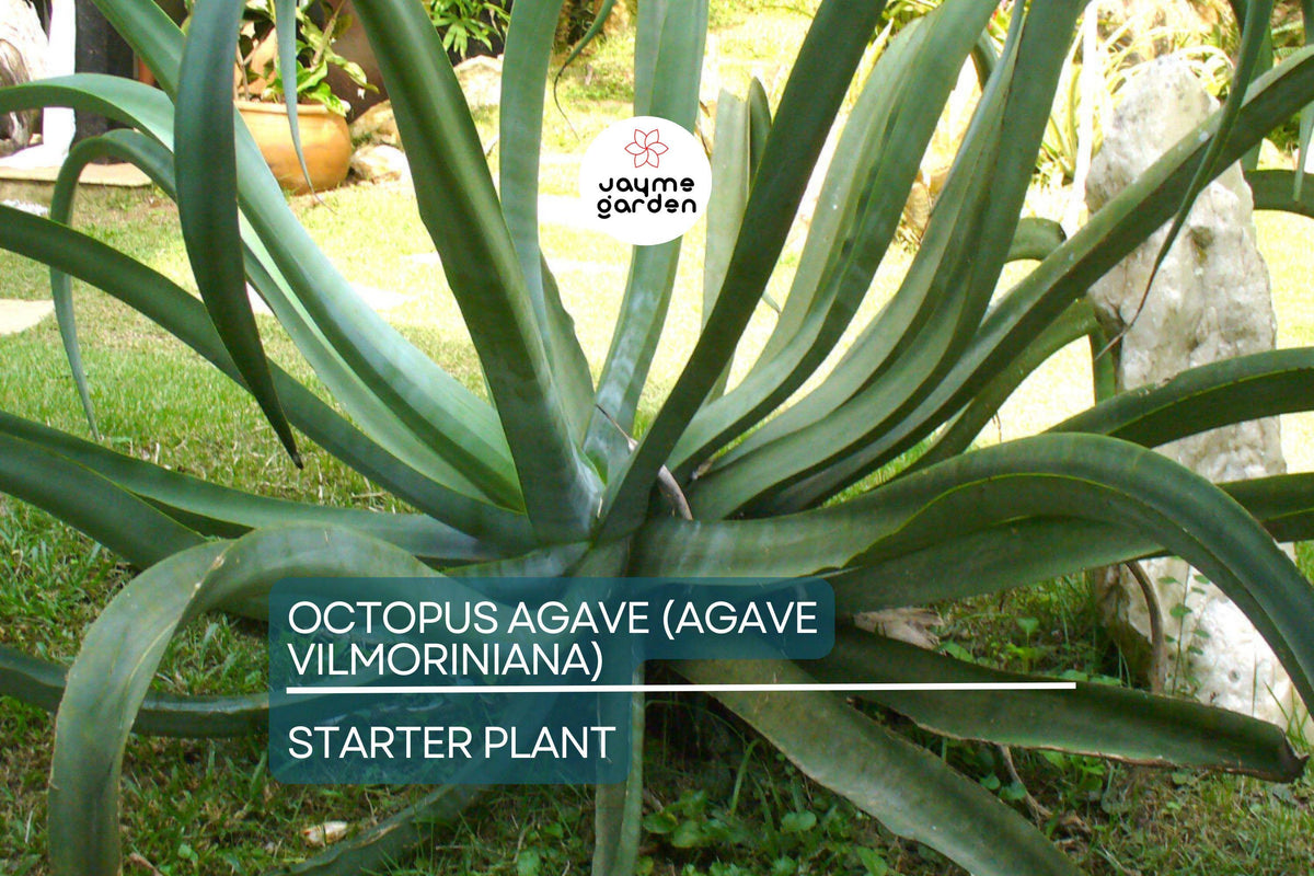 Octopus Agave Succulent Starter 6-12" | Drought-Tolerant Clumping Plant | Agave Vilmoriniana | Full Sun Outdoor Variety