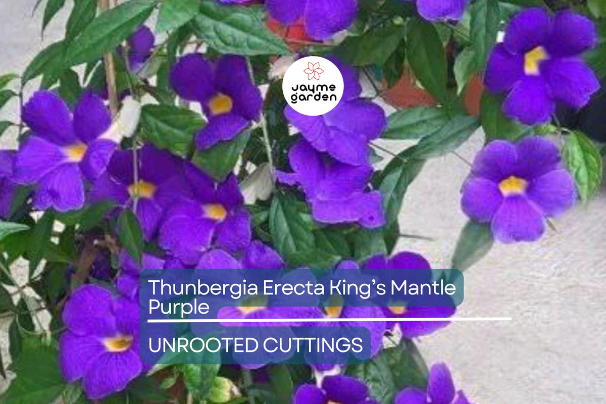 Thunbergia Erecta King’s Mantle Cuttings - 7 Purple Flowering Shrubs, Fast-Growing Perennial, Organic, USDA Zones 9-11
