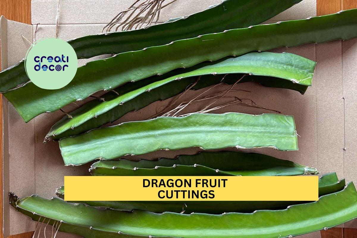 3 Dragon Fruit Cuttings - 15–18" Unrooted Hylocereus Stems for Propagation in Pots, Raised Beds, or Trellised Gardens
