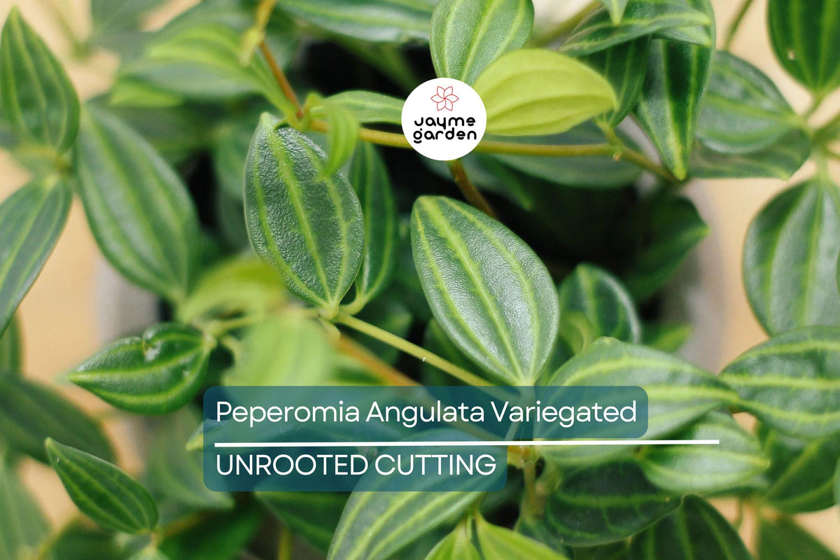 Peperomia Funky Frog Cuttings - 4" Variegated Beetle Radiator Plant, Pet-Friendly, Easy Care Houseplant, Peperomia angulata