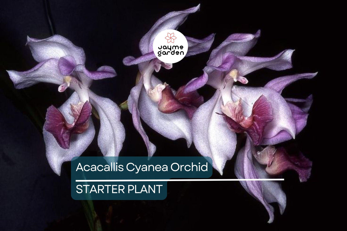 Acacallis Cyanea Orchid Seedling | Potted Live Plant with Fragrant Lavender Flowers | Rare Tropical Orchid Species