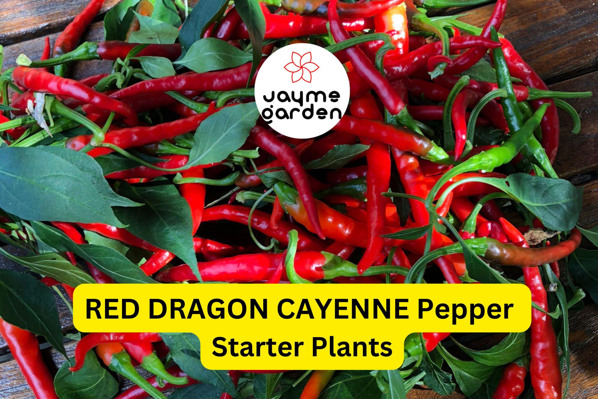 3 Red Dragon Cayenne Pepper Starter Plants - Spicy Chili for Cooking, Hot Sauce - Capsicum annuum - High Yield & Easy to Grow