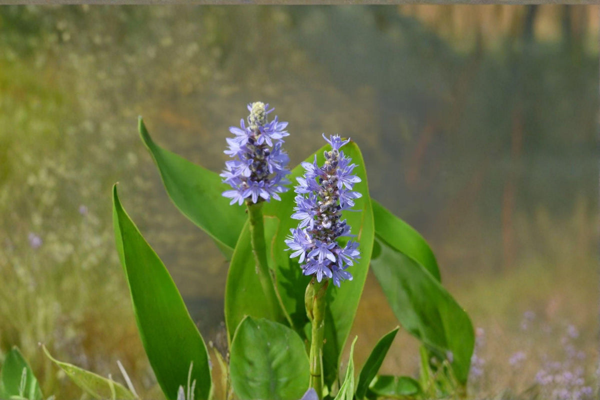 10 Pickerel Weed Seeds - Pontederia cordata - Native Aquatic Plant - Pollinator Friendly - Pond Garden Essential