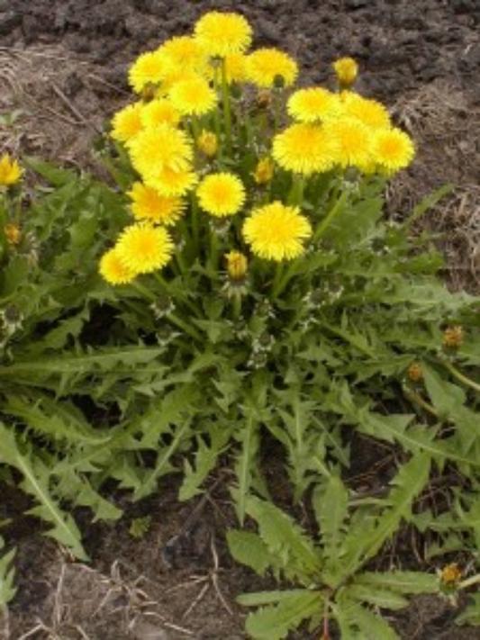 10 Bare Root Dandelion Plants | Wild Organic Heirloom | Edible Medicinal Herb | Taraxacum officinale | Detox & Pollinator Plant
