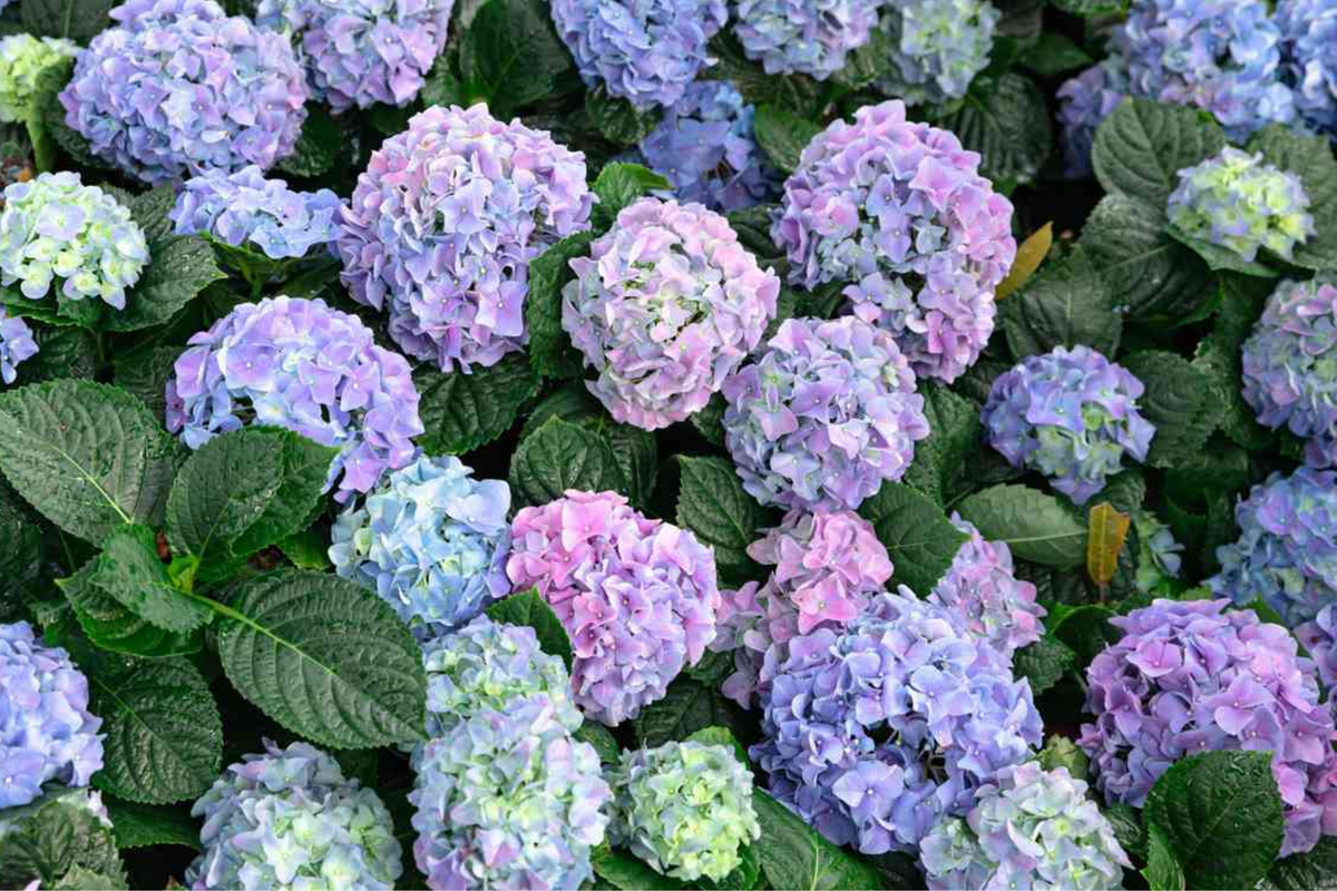 10 Unrooted Cuttings of Deep Blue Hydrangea - Hydrangea macrophylla - Fresh Starter Plant for Gardening and Propagation