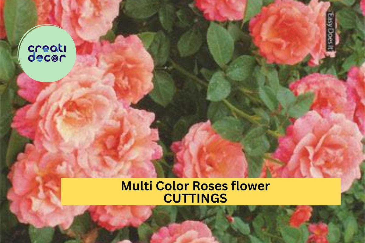 2 Multicolor Rose Plant Cuttings – Fresh Unrooted Stems for Propagation – Rosa spp. – Vibrant Mixed Bloom Variety