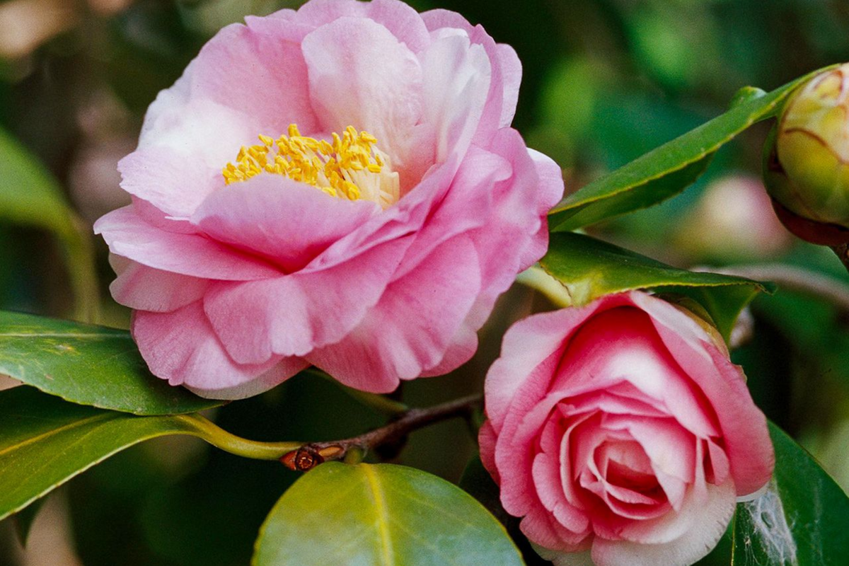 Live Camellia Sinensis Tea Plant - 8-10" Tall - Grow Your Own Tea - Zones 6-10 - Organic Tea Garden Plant