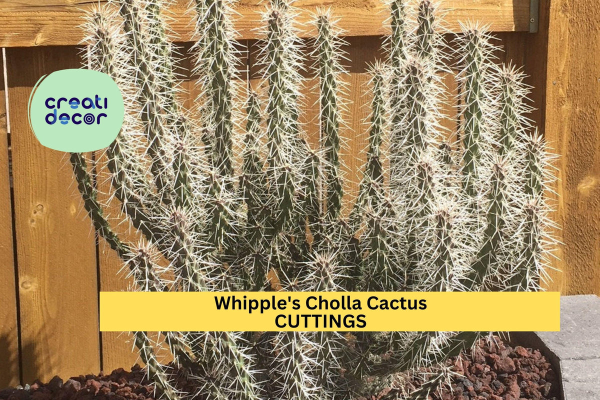5 Whipple’s Cholla Cactus Cuttings | Cylindropuntia whipplei | Hardy Shrubby Cactus for Xeriscaping & Rock Gardens
