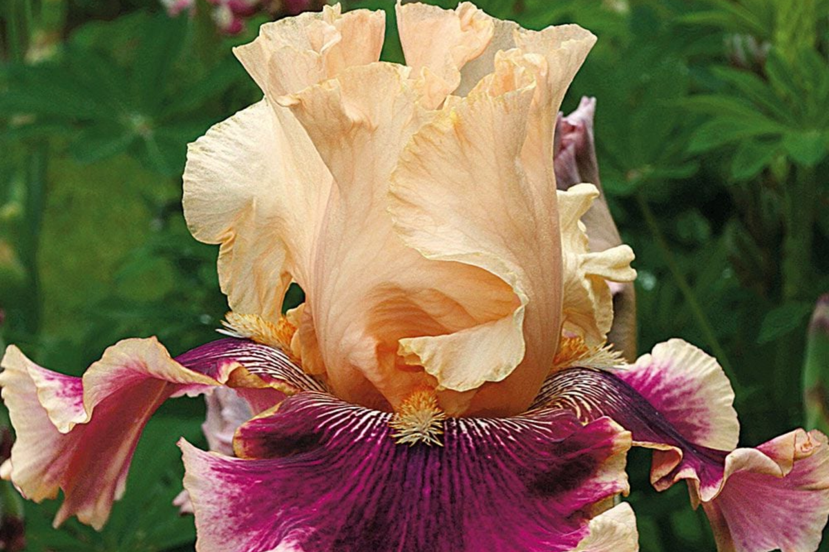 Skirting the Issue Iris Plant - Quart Pot | Apricot & Hot Pink Flowers | Iris germanica ‘Skirting the Issue’ | Hardy Zones 3-10