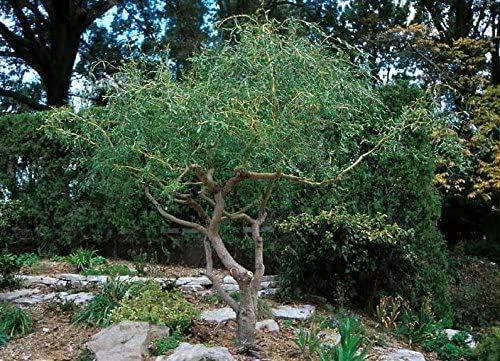 8 Live Kelli's Curly Corkscrew Willow Cuttings | Ornamental Tree | Unique Twisted Branches | Salix matsudana 'Kelli'