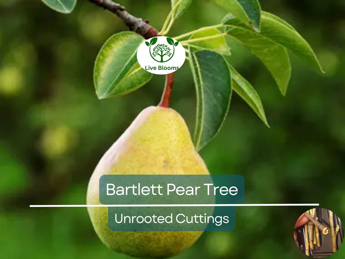 12 Giant Bartlett Pear Tree Cuttings – Unrooted Semi-Hardwood for Rooting or Grafting (Pyrus communis) - High Yield, Fruit Orchard