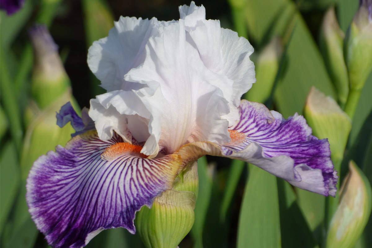 Crows Feet Iris Plant - Quart Pot | Fragrant Purple & White Blooms | Iris germanica ‘Crows Feet’ | Hardy Perennial | Deer-Resistant
