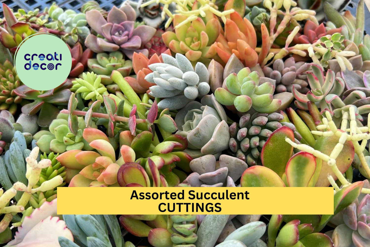 20 Assorted Succulent Cuttings - Mixed Varieties for Planting | Echeveria, Sedum, Crassula | Easy to Root Drought-Tolerant Plants