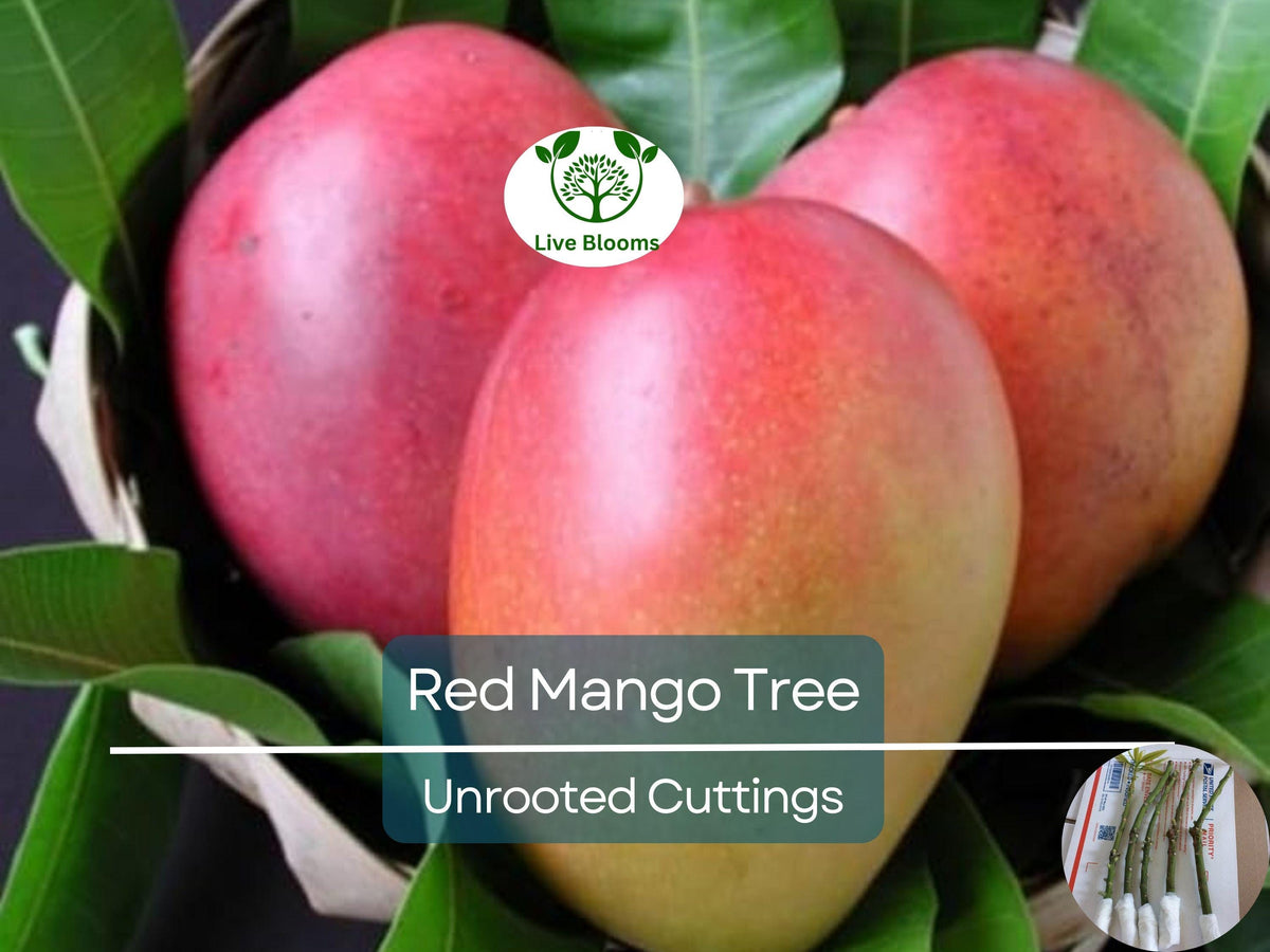 5 RED MANGO Scion Cuttings Unrooted - Mangifera indica - Sweet Tropical Fruit for Grafting & Rooting - Ideal for Home Gardeners