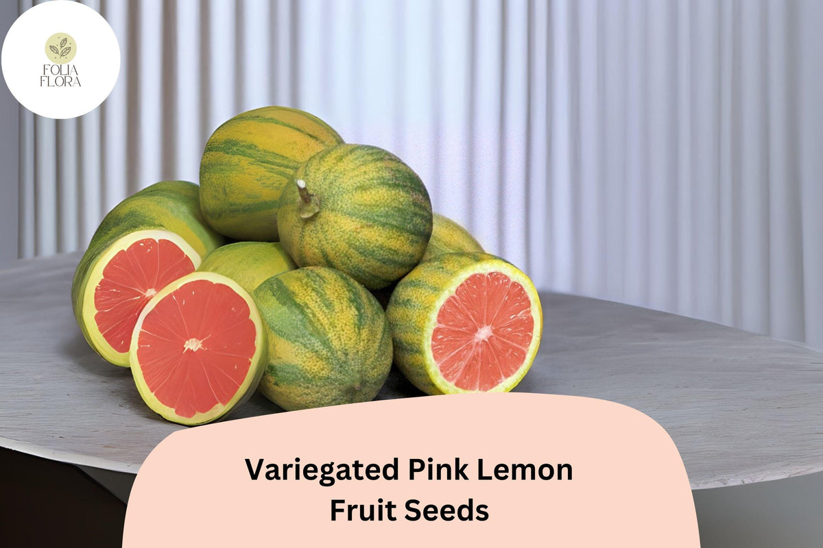Variegated Pink Lemon Seeds – 5+ Rare Citrus Seeds, Pink Eureka Lemon, Fragrant, Self-Pollinating, Ideal for Containers