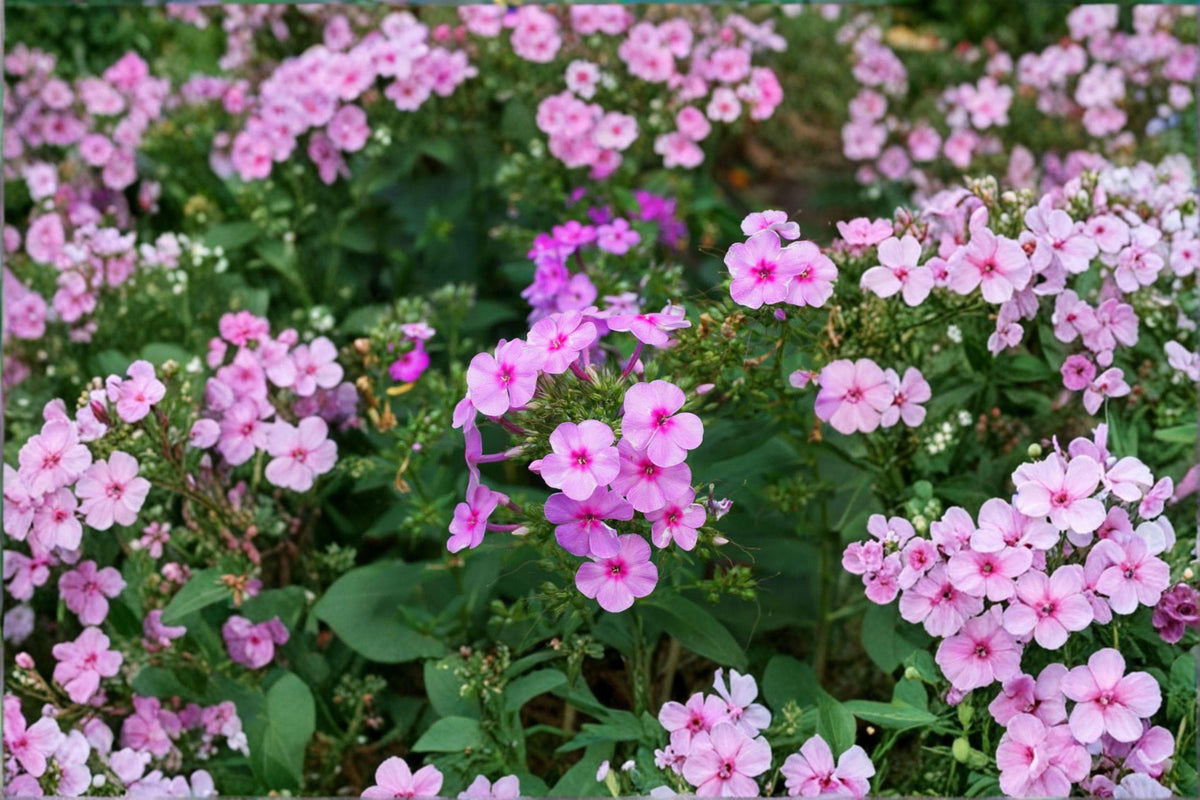 100 Annual Phlox Seeds - Phlox drummondii - Colorful Summer Flower - Pollinator Plant