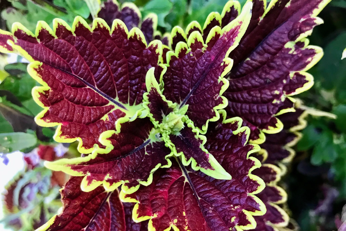 Felix Coleus Rooted Cutting | Vibrant Variegated Foliage | Plectranthus scutellarioides | Easy Care Indoor/Outdoor Plant