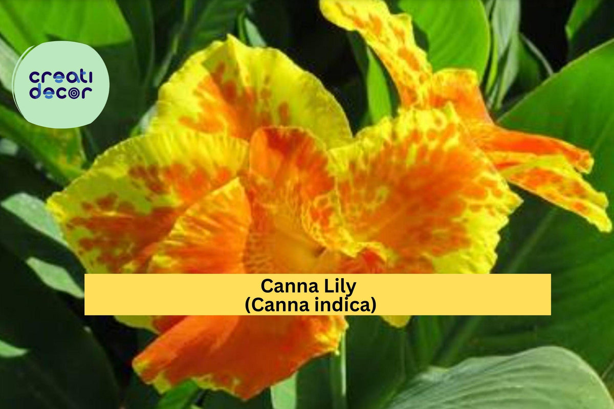 Canna Lily Rhizomes - 3 Bare Root Red Orange Indian Shot Bulbs | Canna indica - Tropical Flowering Perennials for Gardens