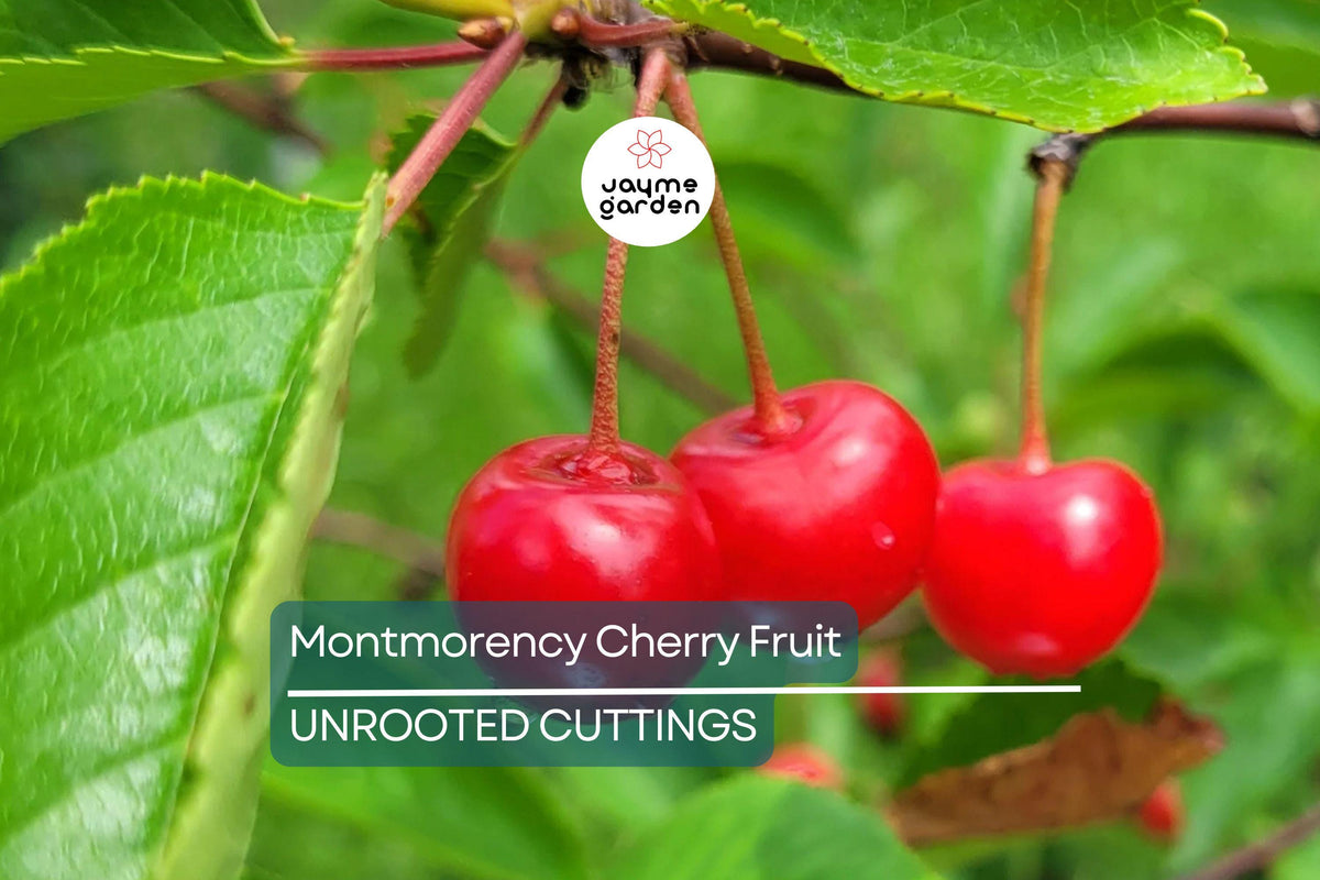 Montmorency Cherry Cuttings 8" Scion Wood for Grafting & Rooting - Prunus cerasus Tart Cherry Propagation