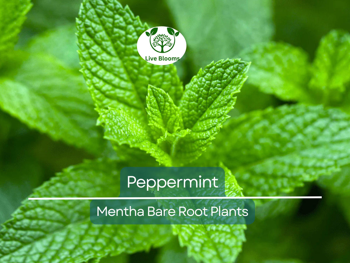 5 Bare Root Peppermint Plants - Rau Thom Pudina Mint - Culinary Herb - Fast-Growing Edible Mint - Mentha × piperita