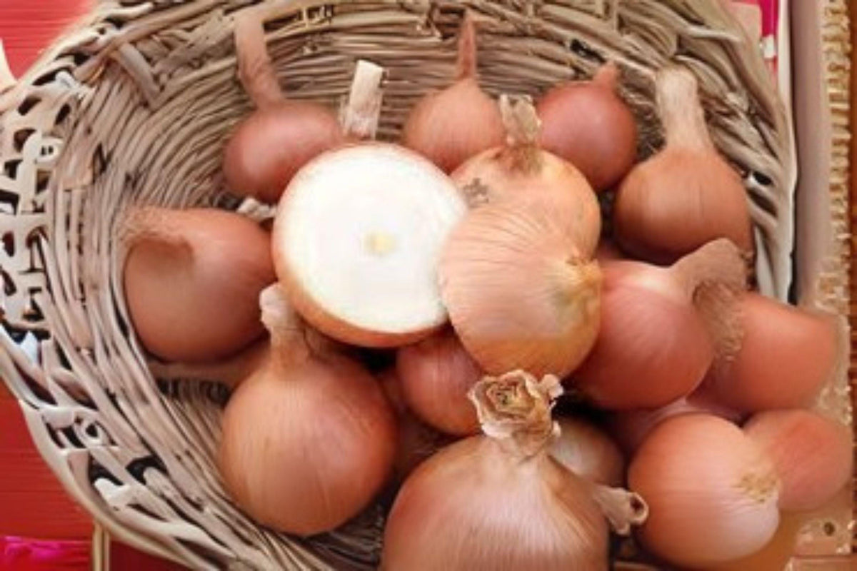 Sweet Spanish Colorado #6 Onion Seeds - Heirloom Vegetable Seeds (250 mg) - Non-GMO, Organic Gardening