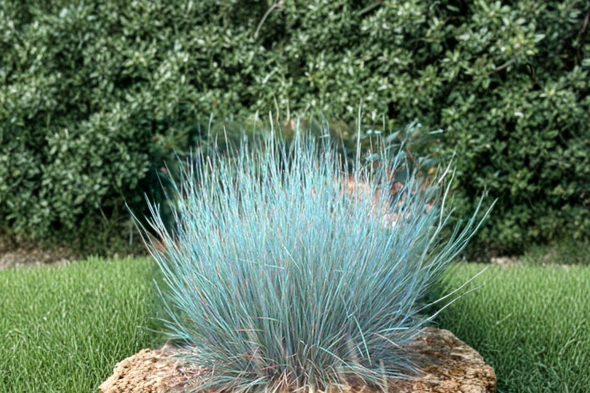 100 Little Bluestem Seeds - Schizachyrium scoparium - Native Prairie Grass for Planting