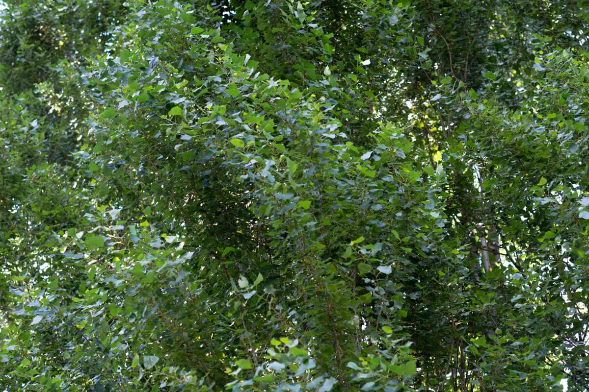 Lombardy Poplar Tree Cuttings - 2 Live Cuttings, Fast-Growing Privacy Trees, Populus nigra 'Italica' for Screens and Windbreaks