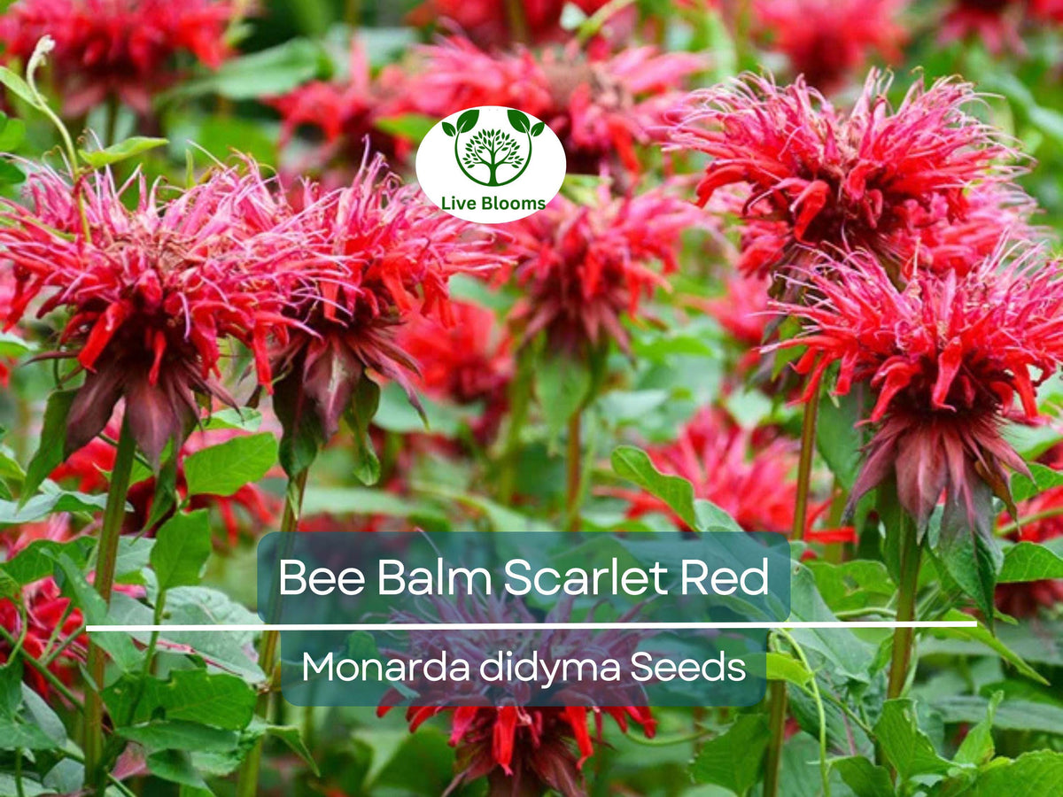 20 Bee Balm Scarlet Red Seeds | Monarda didyma | Perennial | Non-GMO | Hummingbird-Friendly | Vibrant Red Blooms