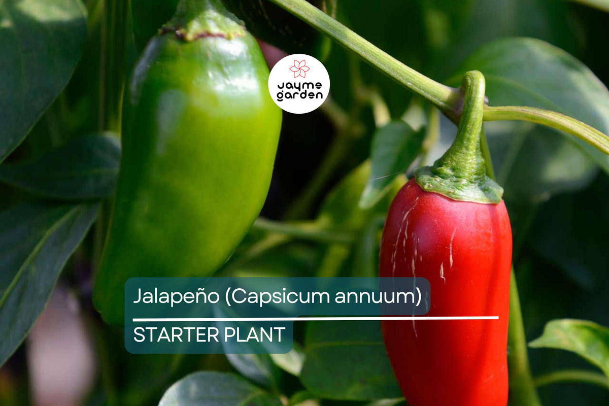 Jalapeño Starter Plant | 12"-24" | Capsicum annuum | Mild to Moderate Heat | Easy to Grow for Containers & Gardens