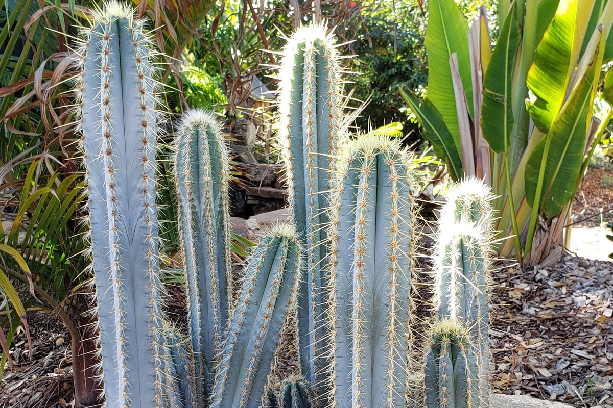 4" Live Cutting Blue Torch Cactus | Pilosocereus Azureus | Rare Blue Cactus | Easy to Root | Night-Blooming Plant