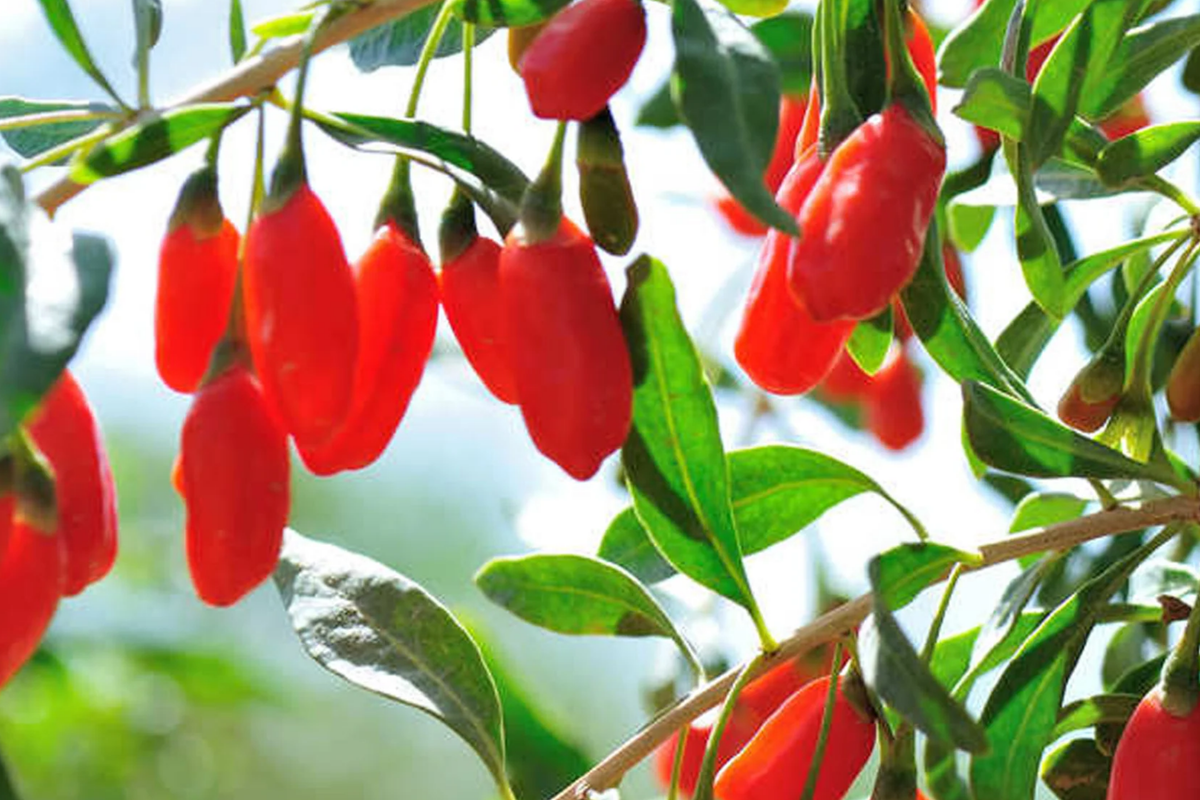 Goji Berry Plants Set - 3 Bare Root Lycium barbarum & 3 Live Cuttings for Fast Growth and Fruiting, Wolfberry Shrub