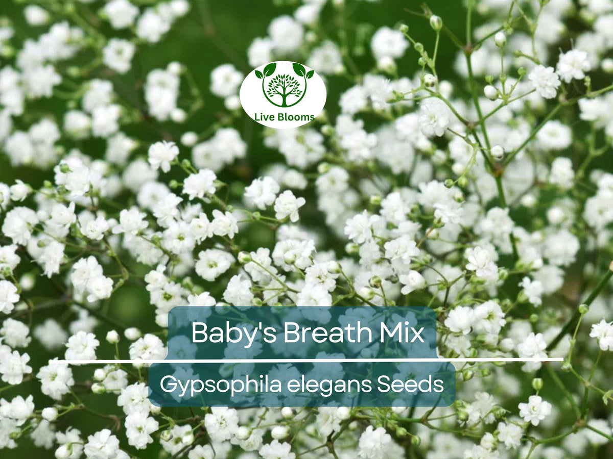 1000 Seeds Baby's Breath Mixed Colors, Non-GMO Heirloom, Pollinator-Friendly, Delicate White & Pink Blooms, Gypsophila