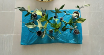 Florida Beauty Philodendron Node Cutting - 1 Live Unrooted Clipping for Indoor Propagation - Philodendron 'Florida Beauty Variegata'
