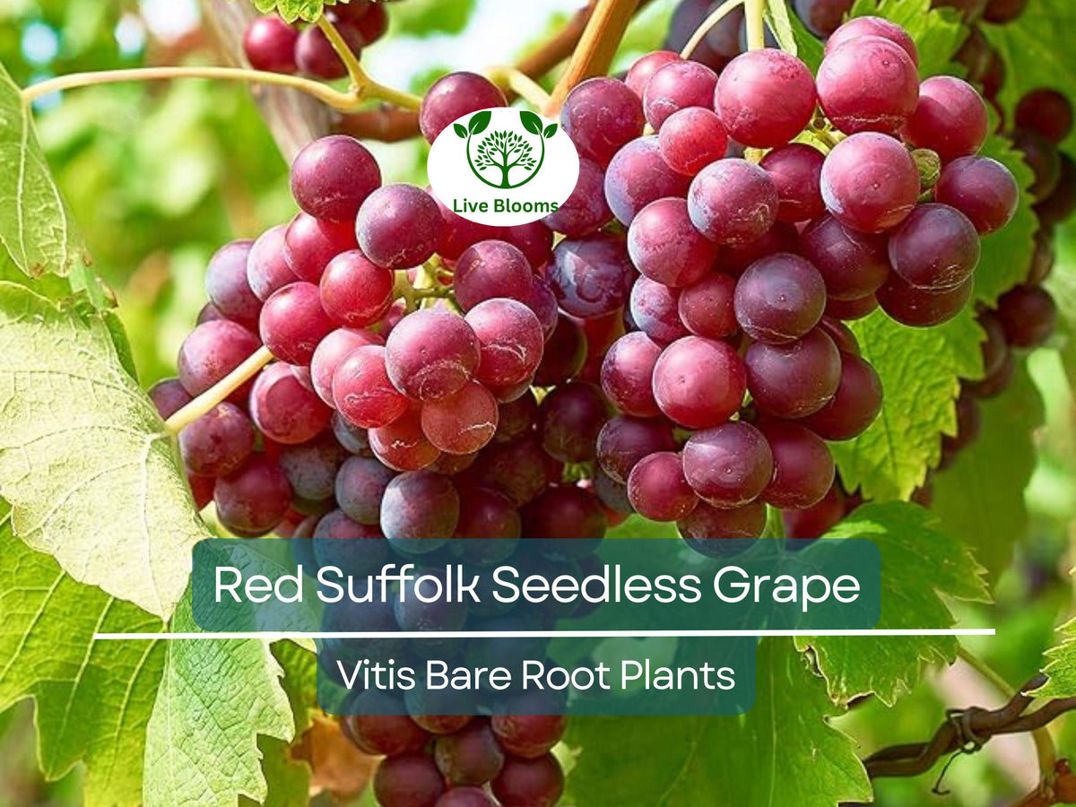 Red Suffolk Seedless Grape Plant 12-18" Bare Root Vine - Vitis labrusca 'Suffolk Red' - Sweet Juice Grapes for Garden Trellis