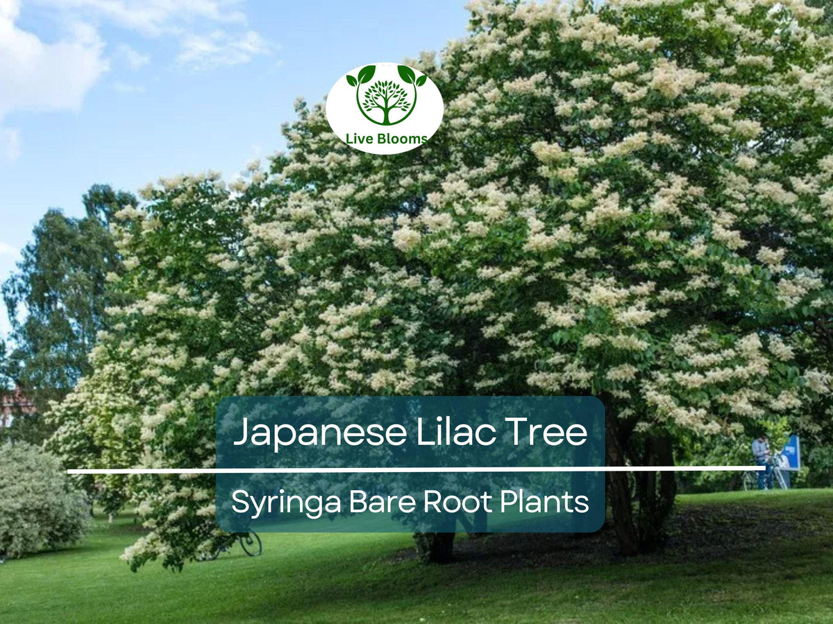Japanese Lilac Tree - Bare Root Live Plant - Fragrant White Blooms - Syringa reticulata - Ornamental Shade Tree