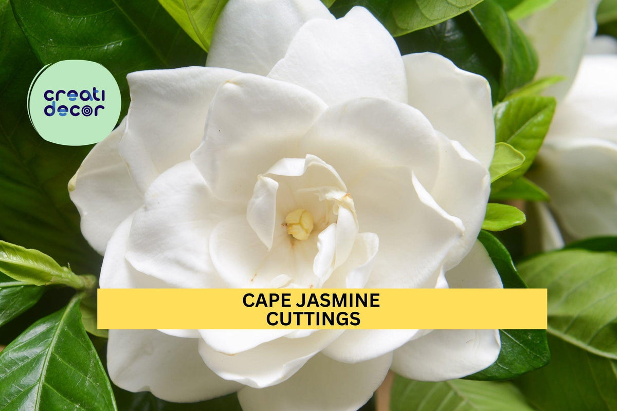 7 Gardenia Cuttings | Heirloom White Cape Jasmine | Gardenia jasminoides | Fragrant Flowering Shrub Starter Plants
