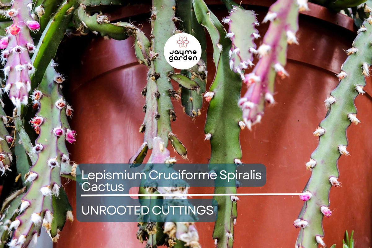 Lepismium Cruciforme Spiralis Cactus Cuttings | 3 Unrooted 4-8” | Rare Epiphytic Hanging Cactus for Grafting & Propagation