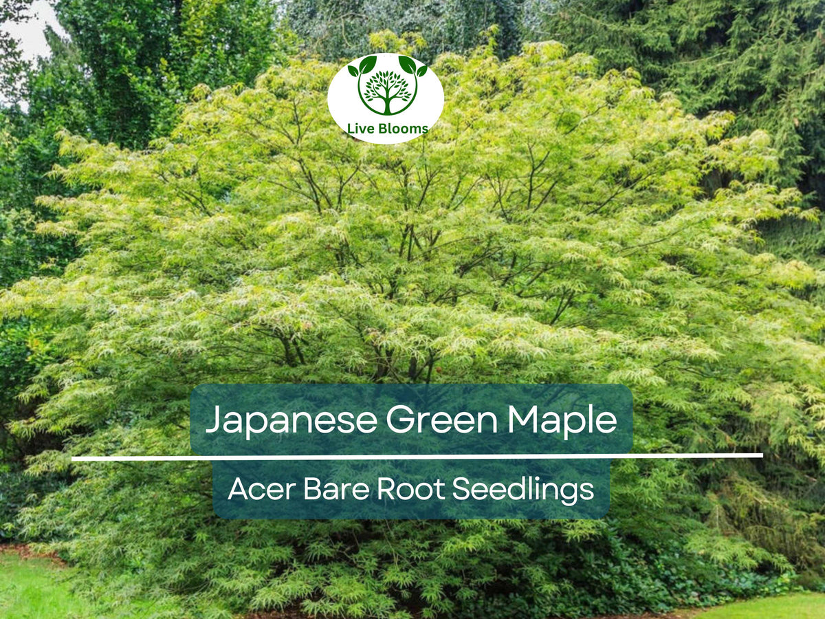 Japanese Green Maple Seedlings - 5 Bare Root Momiji Starter Plants - Acer palmatum - Ideal for Bonsai or Ornamental Landscaping