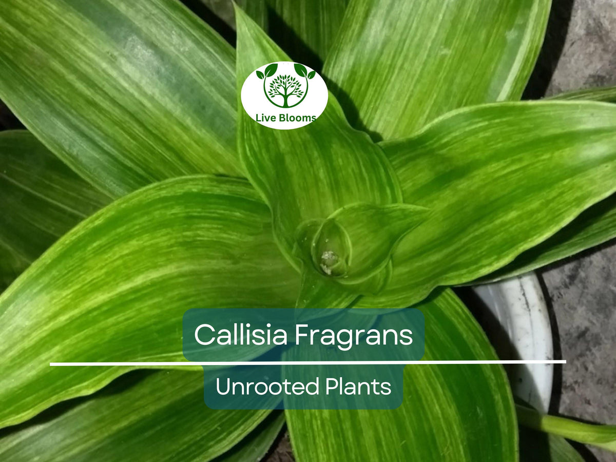 Callisia Fragrans Unrooted Plants - 2 Easy Care Home Ginseng Cuttings - Variegated Indoor Houseplant for Propagation