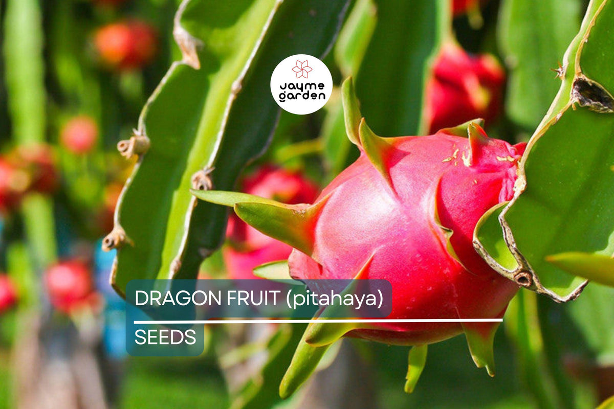 25 Seeds Dragon Fruit Plant | White Pitahaya | Edible Cactus (Hylocereus Undatus) | Fast-Growing Indoor & Outdoor Succulent