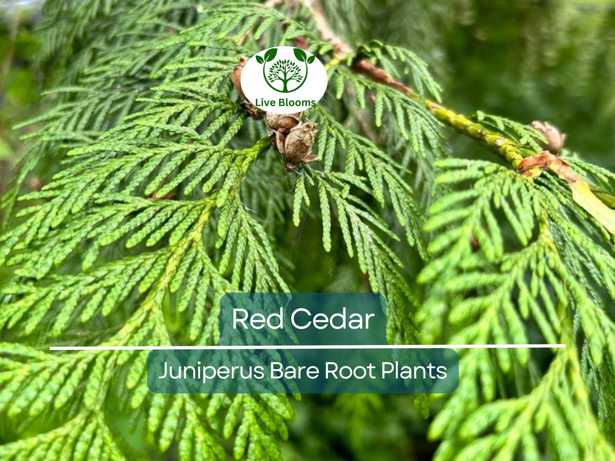 5 Red Cedar Tree Saplings - Live Bare Root Evergreen - Juniperus - Fast-Growing for Windbreak, Privacy, Wildlife Habitat