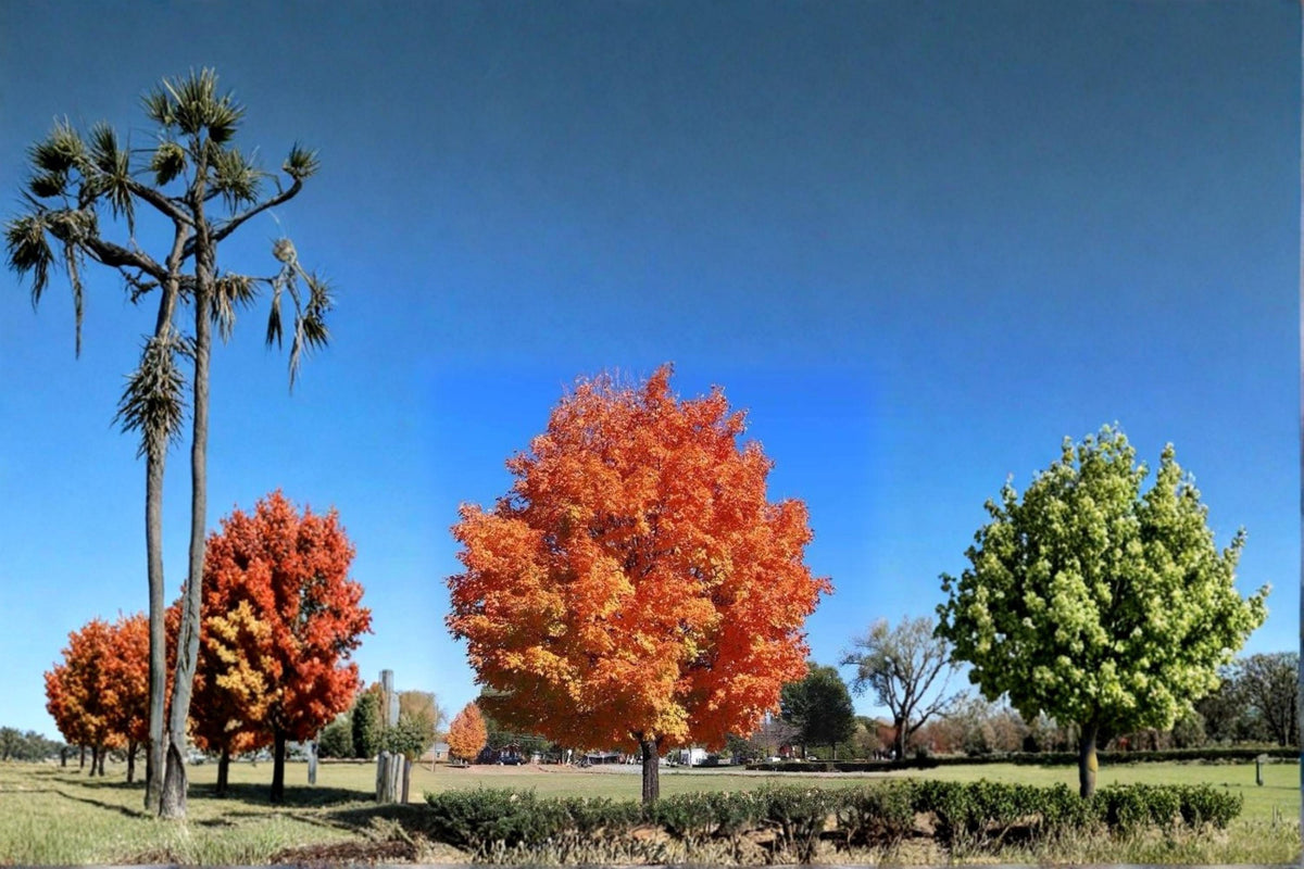 Sugar Maple Live Plants 2ft Tall Bare Root Acer saccharum Ornamental Shade Tree for Fall Foliage Landscapes