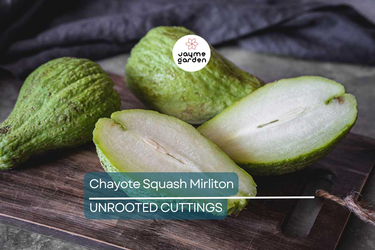 Live Chayote Squash Plants - 3 Fast-Growing Mirliton Vines in Pots - Edible Pear-Shaped Squash - Sechium edule - Tropical Garden Plant