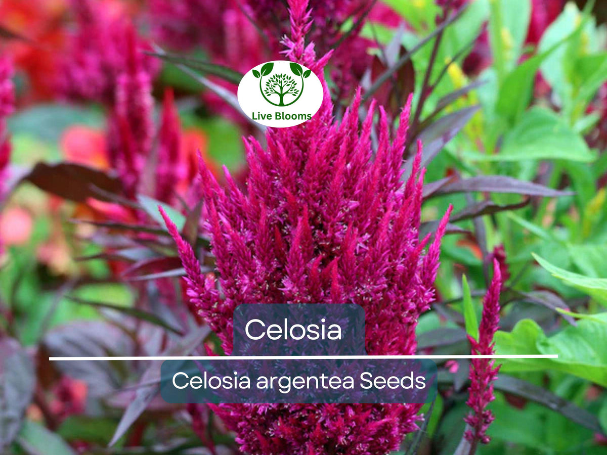 Celosia Seeds - 150 Count - Magenta Fire Cockscomb Flower - Celosia argentea - Vibrant, Easy to Grow, Pollinator Friendly