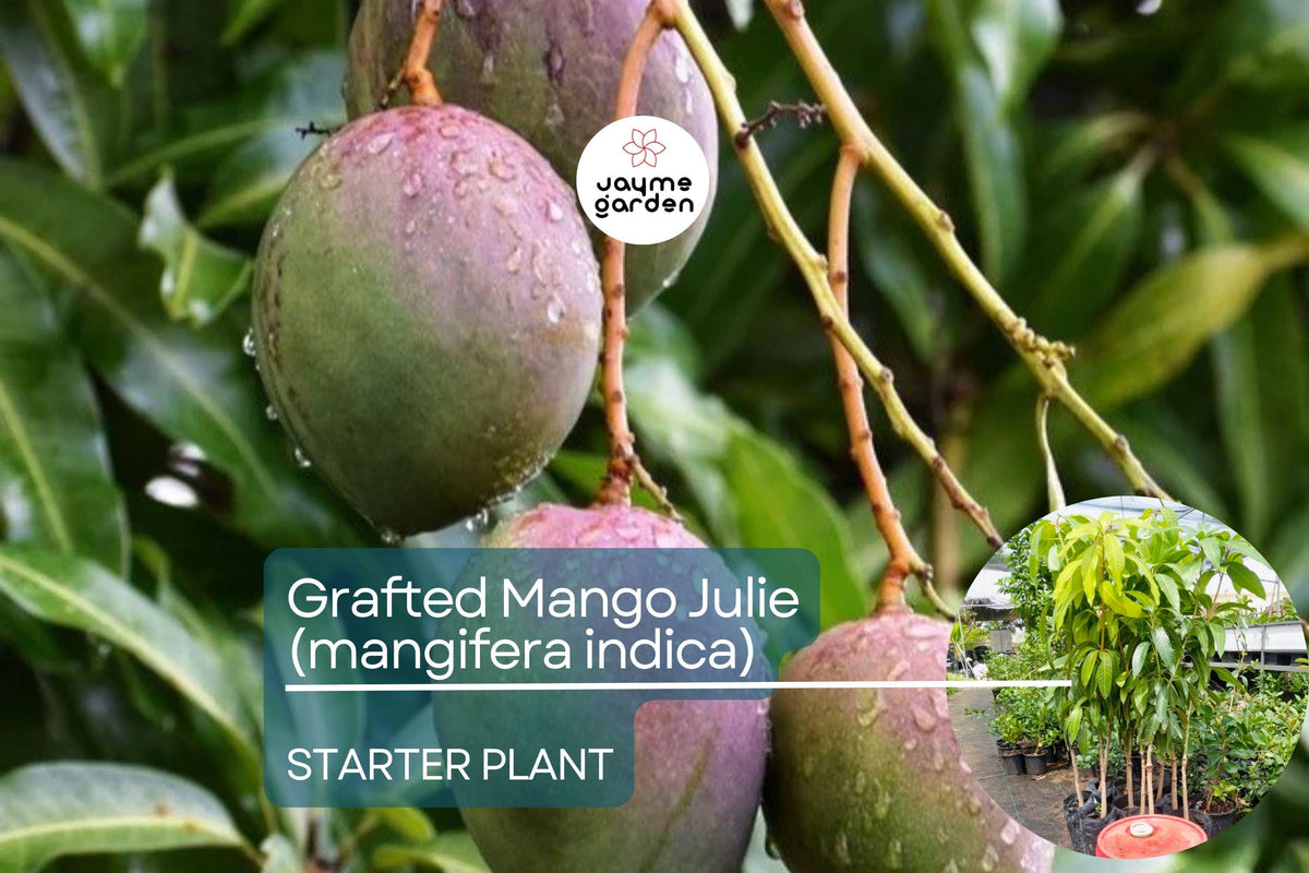 Grafted Mango Tree Live 3’-4’ Julie Variety | Mangifera indica | Sweet Fiber-Free Mangoes | Tropical Fruit Plant for Gardens