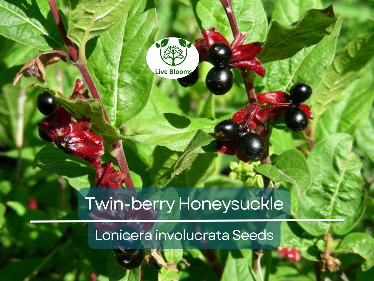50 Twin-berry Honeysuckle Seeds - Lonicera involucrata, Hardy Red Flower Vine, Pollinator-Friendly, Fast-Growing Shrub for Gardens