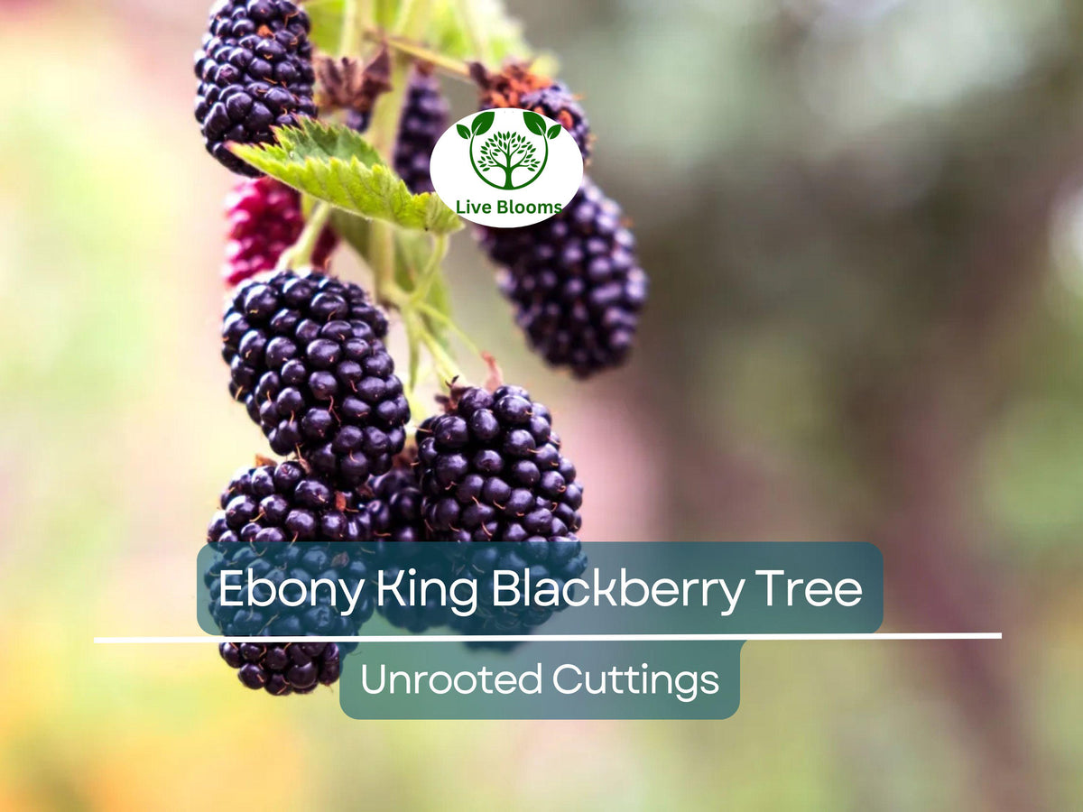 5 Ebony King Blackberry Scion Cuttings 8-10 Inches (Rubus fruticosus) - Ideal for Rooting, Grafting, Organic Fruit Plant
