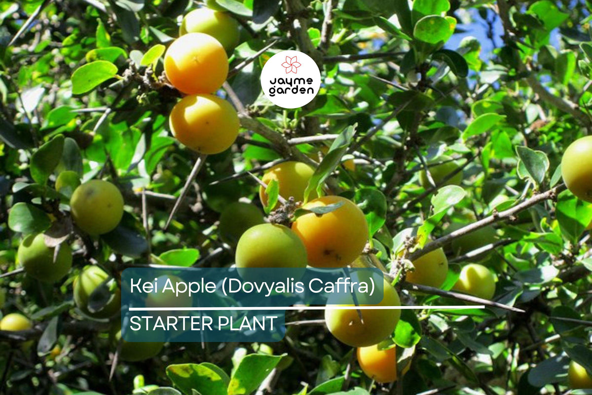 Kei Apple Seedling 14" | Organic Dovyalis caffra | Rare Tropical Fruit Tree | Mango-Pineapple Flavor | Hardy Edible Plant