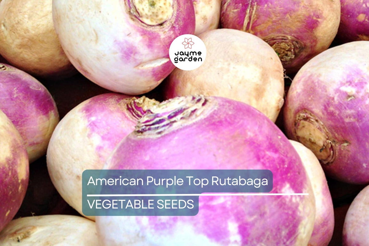 1000 Rutabaga Seeds - American Purple Top, Heirloom, Non-GMO, Cold-Hardy Brassica napus for Vegetable Gardening