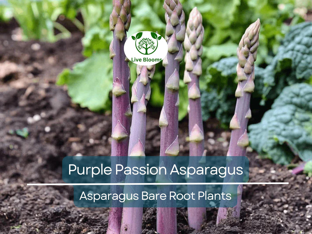 10 Purple Passion Asparagus Crowns - 2-Year Bare Root Plants - Asparagus officinalis - Sweet, Tender, Vibrant Spears